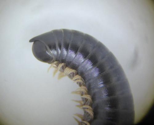 Réf. 271 010 : Cylindroiulus sp.